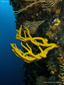 Yellow sponge (Axinella polypoides) on the wall. Calanque... by Bea & Stef Primatesta 